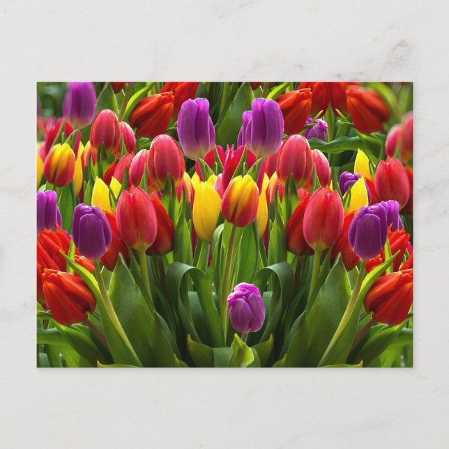 Cartão Postal Tulipas Bris (Frente)