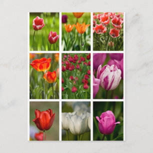 Cartão Postal Tulipas coloridas