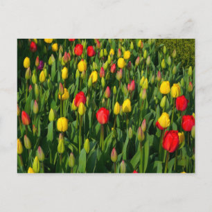Cartão Postal Tulipas Coloridas