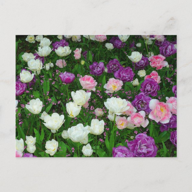 Cartão Postal Tulipas Coloridas (Frente)