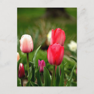 Cartão Postal Tulipas Coloridas Elegantes
