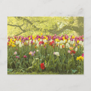 Cartão Postal Tulipas coloridas num parque 2