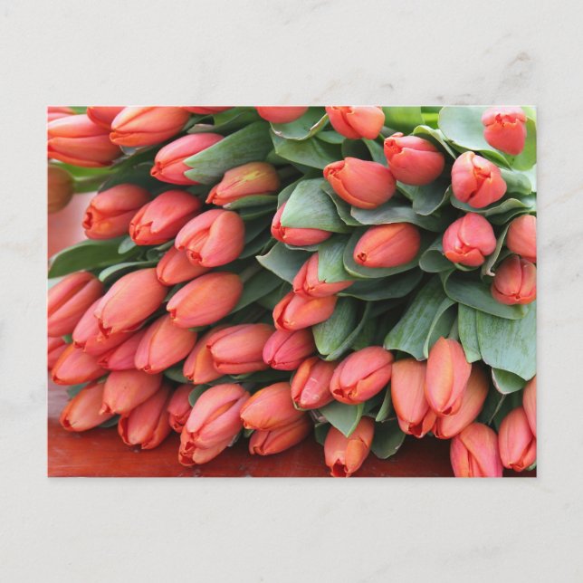 Cartão Postal tulipas cor-de-rosa (Frente)