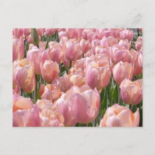Cartão Postal Tulipas cor-de-rosa com beijos solares