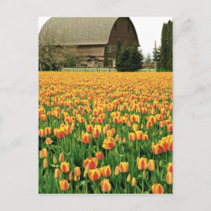 Cartão Postal Tulipas da primavera florescem em frente ao velho