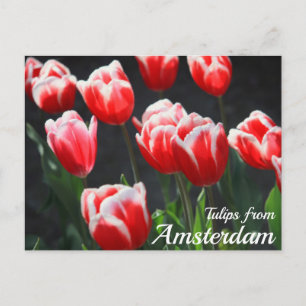 Cartão Postal Tulipas de Amsterdã