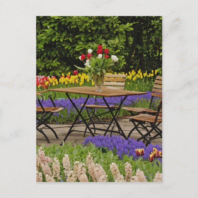 Cartão Postal Tulipas de mesa no jardim, Jardins de Keukenhof, (Frente)