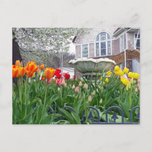 Cartão Postal Tulipas de primavera