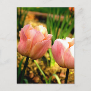 Cartão Postal Tulipas de primavera