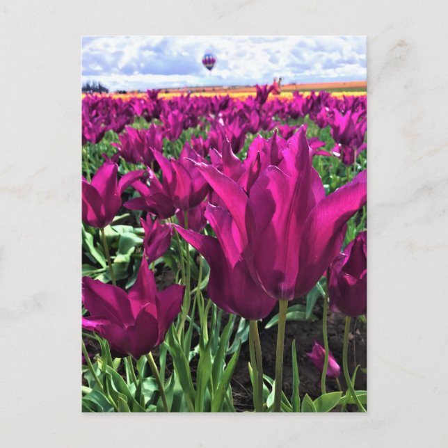 Cartão Postal Tulipas de Sonho Roxo (Frente)