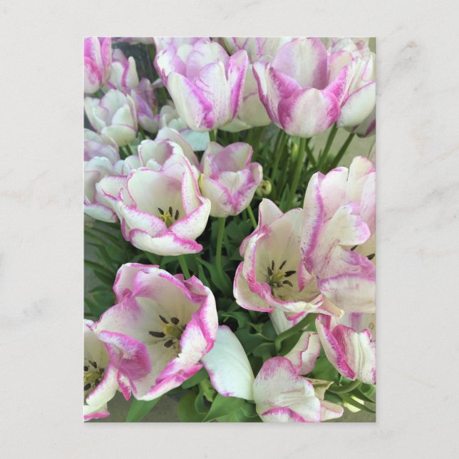 Cartão Postal Tulipas Del Piero (Frente)