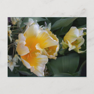 Cartão Postal Tulipas do ouro