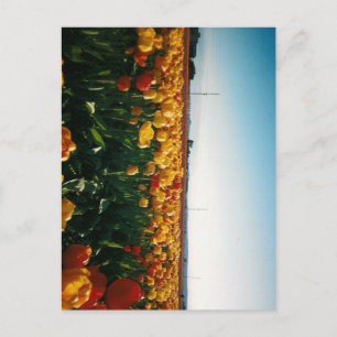 Cartão Postal tulipas do vale do skagit