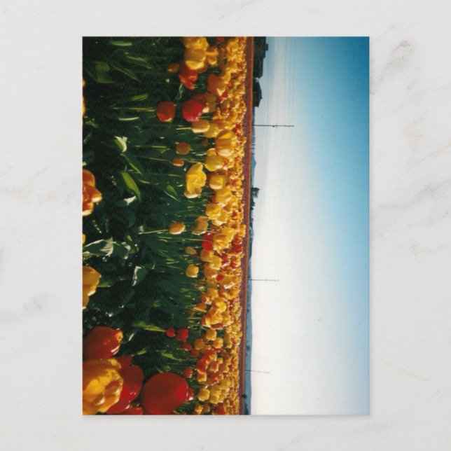 Cartão Postal tulipas do vale do skagit (Frente)