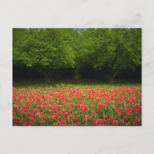 Cartão Postal Tulipas e Árvores