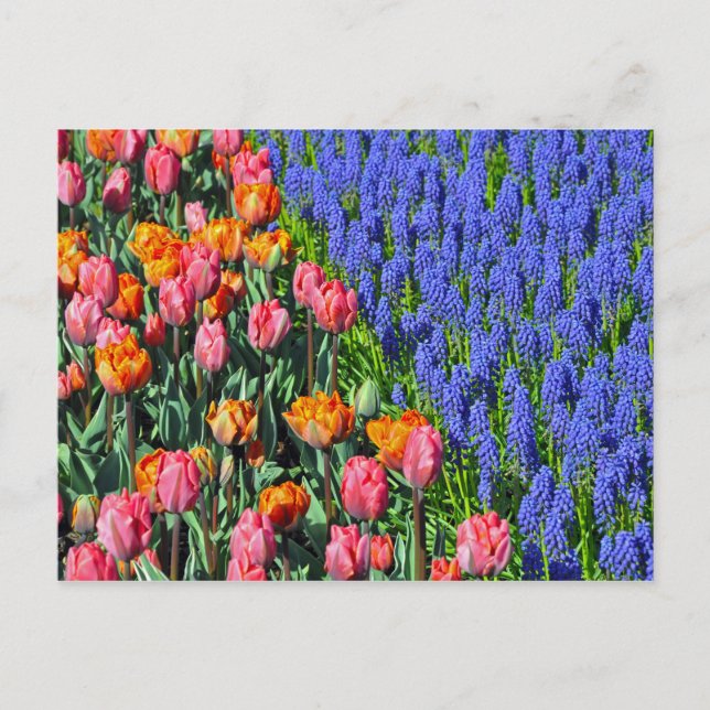 Cartão Postal Tulipas e flores de muscari (Frente)