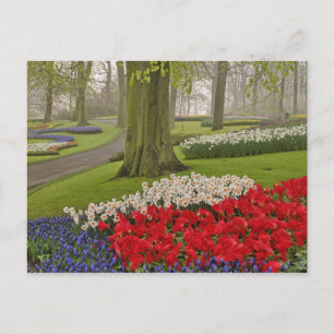 Cartão Postal Tulipas e narcisos, Jardins Keukenhof,