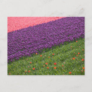 Cartão Postal Tulipas em Keukenhof Gardens, Amsterdã, 3