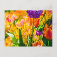 Tulipas Enfeitiçantes 01