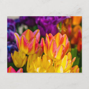 Cartão Postal Tulipas Enfeitiçantes 16