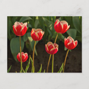 Cartão Postal Tulipas, Festival de Tulipas, Woodburn, Oregon, EU