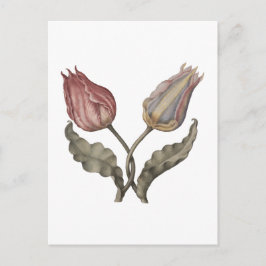 Cartão Postal Tulipas, flor da primavera ilustração botânica vin