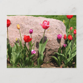 Cartão Postal Tulipas florescentes