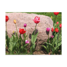 Tulipas florescentes