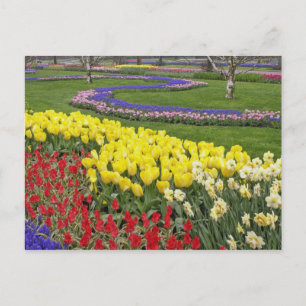 Cartão Postal Tulipas, Hyacinth de Uvas e Daffodils,