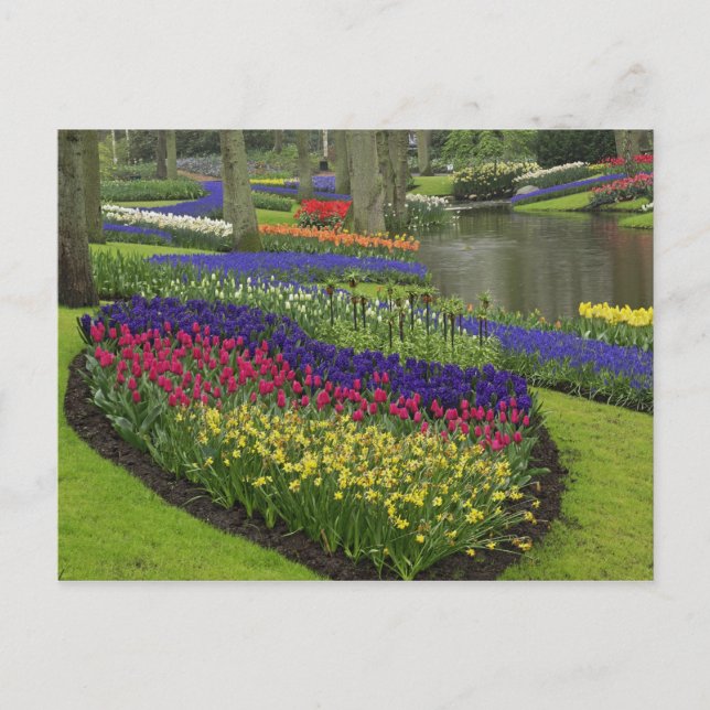 Cartão Postal Tulipas, jacintos e narcisos, (Frente)