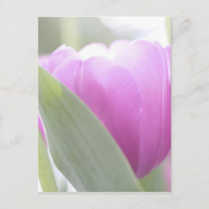 Cartão Postal Tulipas, Jardins Keukenhoff, Países Baixos. 2