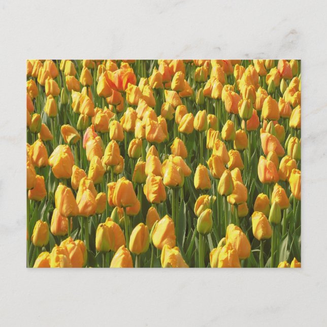 Cartão Postal Tulipas Laranja (Frente)