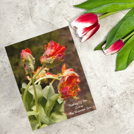 Cartão Postal Tulipas Laranja Papagaio Pensando Em Você