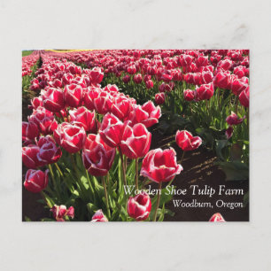 Cartão Postal Tulipas Leen Van Der Mark, Oregon
