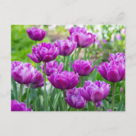 Cartão Postal Tulipas lilases brilhantes em um dia ensolarado