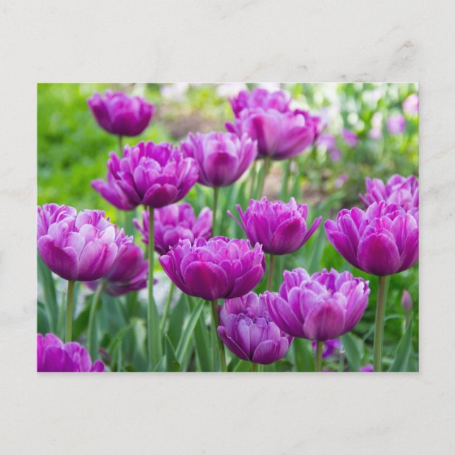 Cartão Postal Tulipas lilases brilhantes em um dia ensolarado  (Frente)