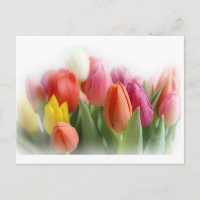 Cartão Postal tulipas multicolor (Frente)