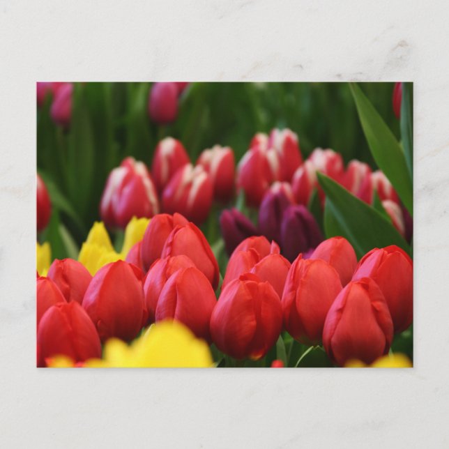 Cartão Postal tulipas multicoloridas (Frente)