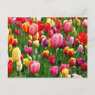 Cartão Postal Tulipas Multicoloridas