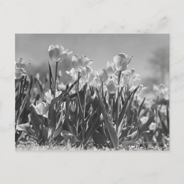 Cartão Postal Tulipas na floração (Frente)