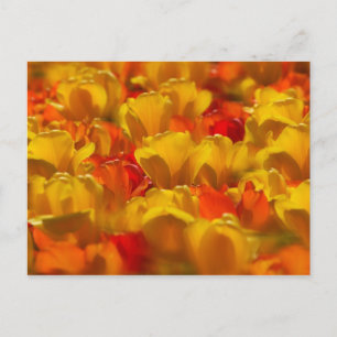 Cartão Postal Tulipas nos Jardins Keukenhof, Amsterdã, 2