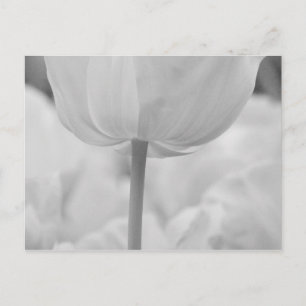 Cartão Postal Tulipas nos Jardins Keukenhof, Holanda.