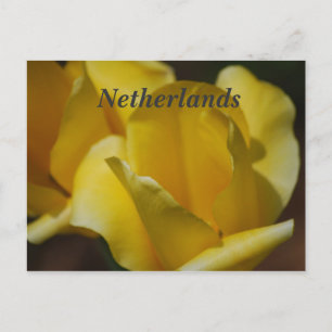 Cartão Postal Tulipas nos Países Baixos