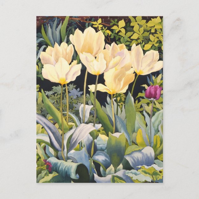 Cartão Postal Tulipas Pálidas (Frente)