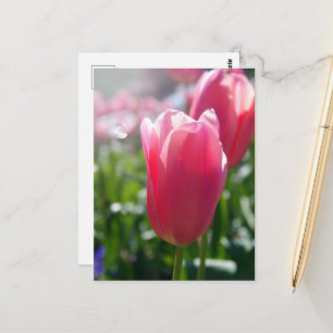 Cartão Postal Tulipas rosa
