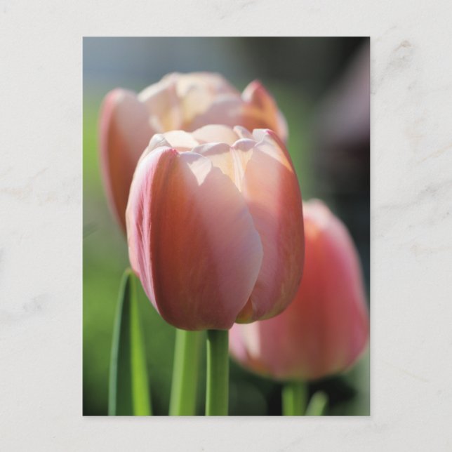 Cartão Postal Tulipas Rosa (Frente)