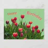 Tulipas Rosa Amarelo Roxo Postcard de Aniversário