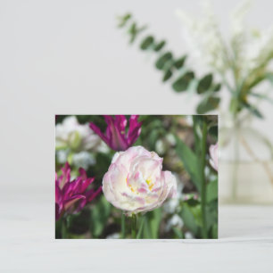 Cartão Postal Tulipas rosa brilhante em um dia ensolarado