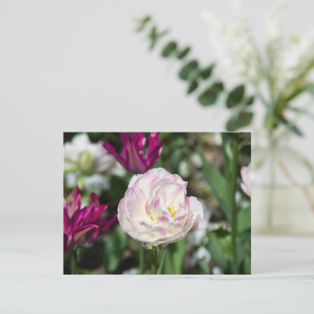 Cartão Postal Tulipas rosa brilhante em um dia ensolarado   (Em pé/Frente)