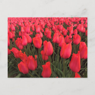 Cartão Postal Tulipas Rosa Corais